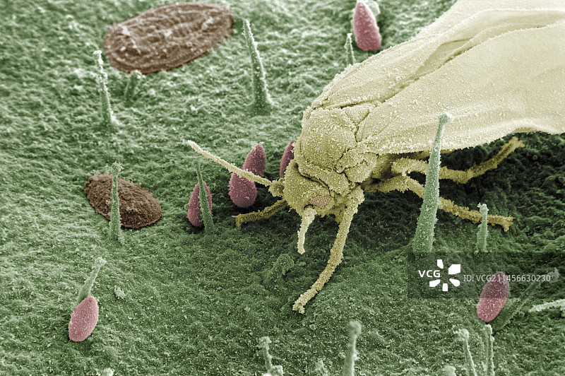 温室粉虱图片素材