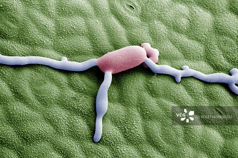 白粉菌的萌发孢子图片素材