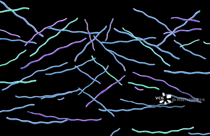 螺旋体，扫描电子显微镜图片素材