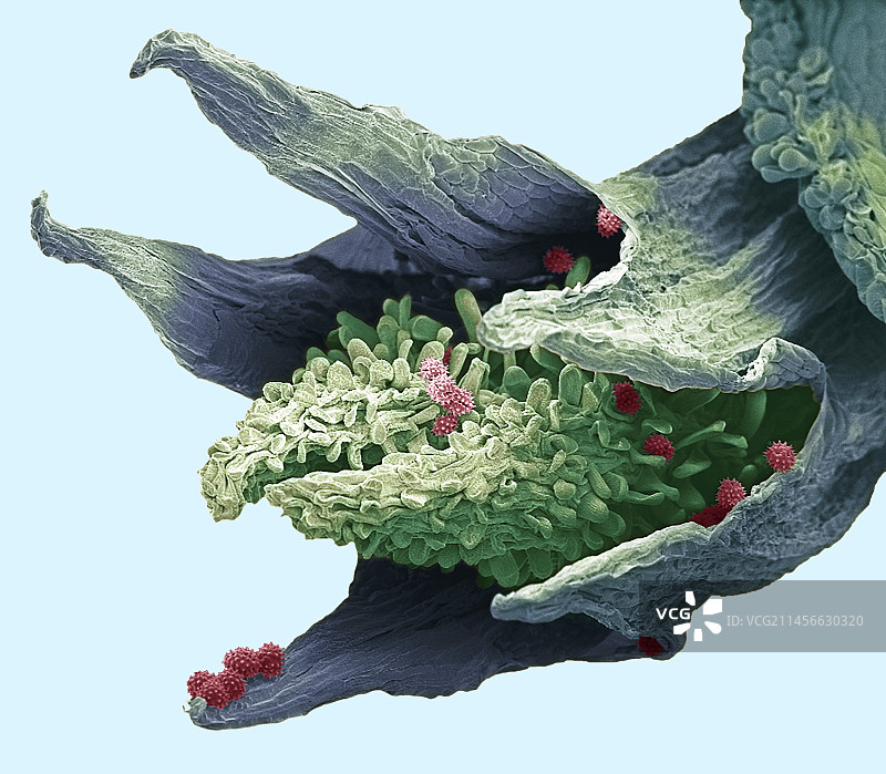 花，扫描电镜图片素材