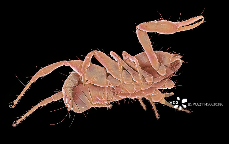 Pseudoscorpion, SEM图片素材