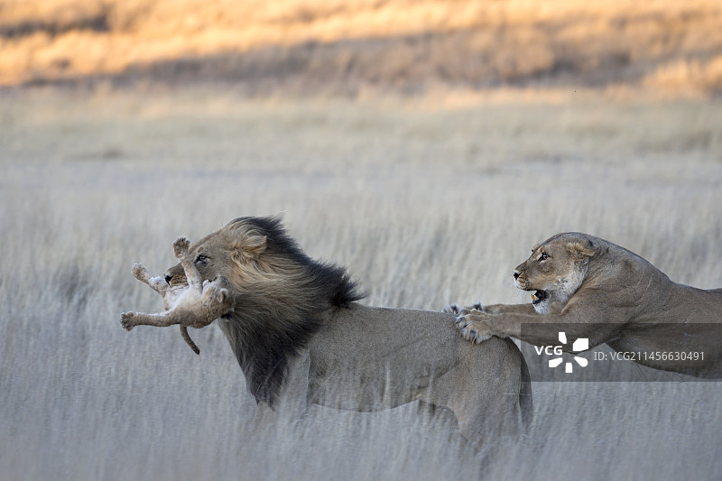 非洲狮的杀婴行为图片素材