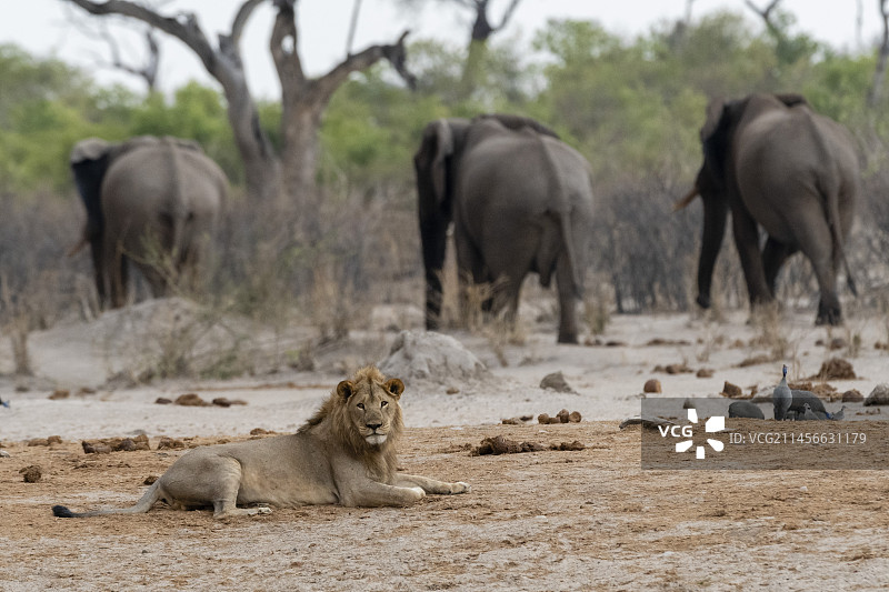 背景中的非洲象和雄狮图片素材