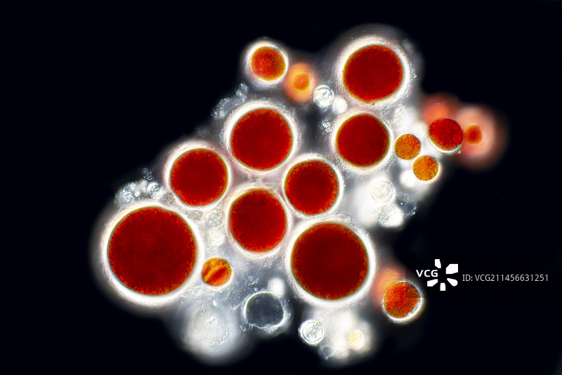 Haematococcus绿色藻类显微照片图片素材