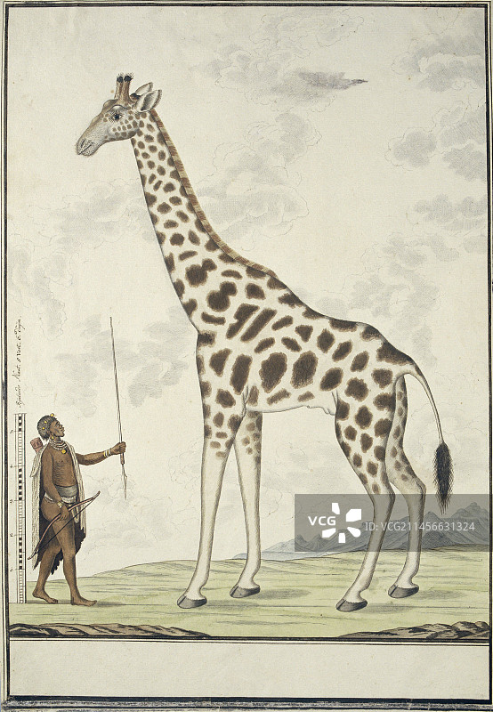 男人用杆状武器测量长颈鹿（插画）图片素材