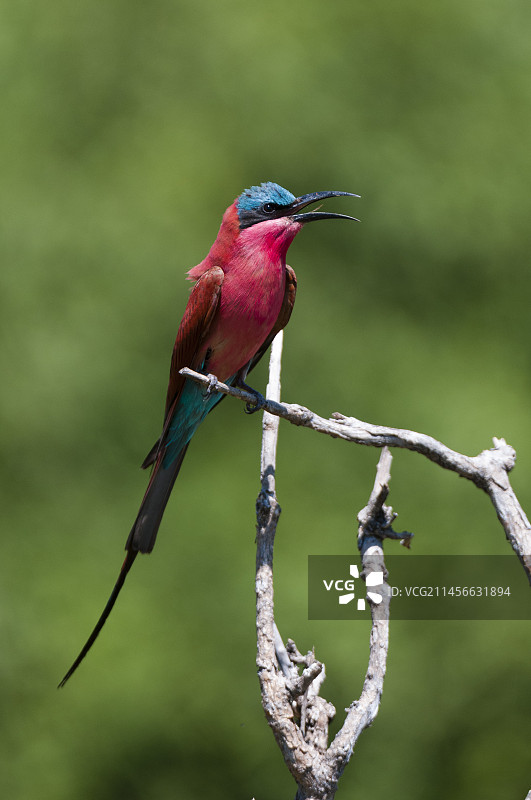 栖息在树枝上的南方红蜂虎图片素材