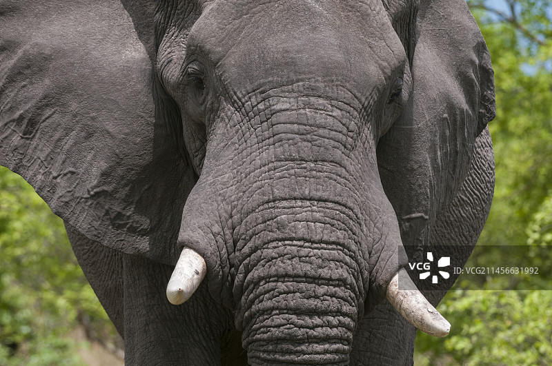非洲象图片素材