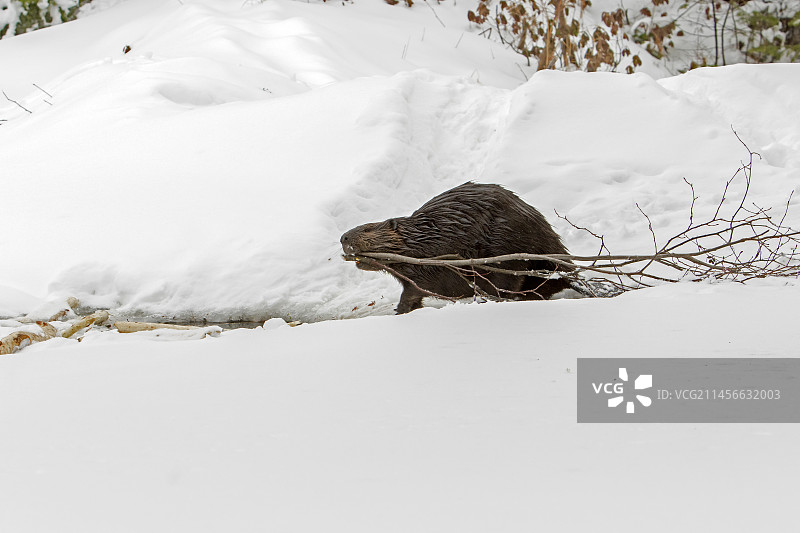 加拿大魁北克省莫里斯国家公园雪地里拖着树枝的北美海狸图片素材