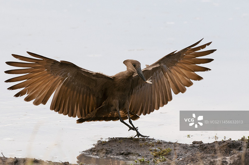 锤头鹳嘴里叼着白蚁降落图片素材