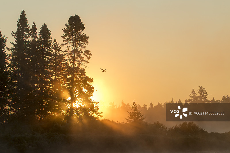 在日出时飞过湖面的美洲黑鸭，加拿大魁北克拉莫里西国家公园图片素材