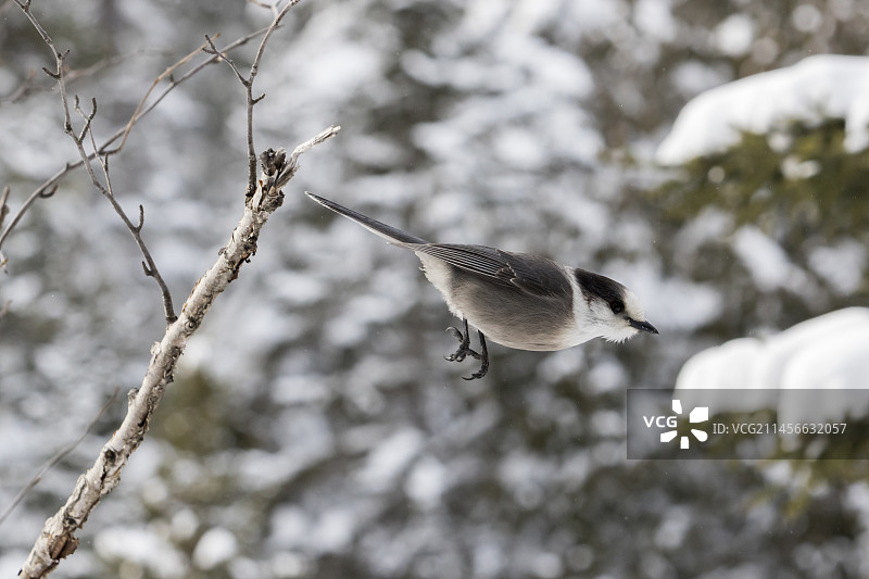 加拿大魁北克加斯佩国家公园的灰噪鸦起飞图片素材