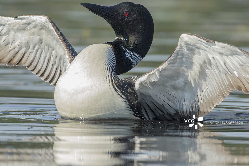 加拿大魁北克拉莫里斯国家公园的大北方潜鸟，成鸟在湖面上拍打翅膀。图片素材