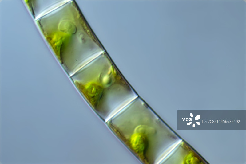 鞘藻绿藻显微照片图片素材