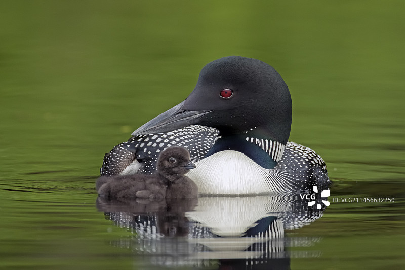 大北方潜鸟（Gavia immer），成年鸟在魁北克加拿大莫里斯国家公园的湖边与小鸟一起游泳图片素材