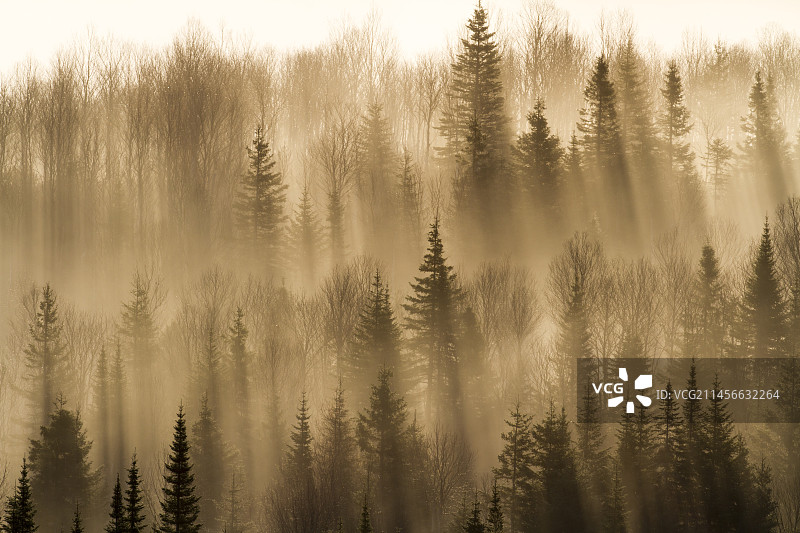 加拿大魁北克加斯佩西国家公园的日出时分的北方森林和薄雾图片素材