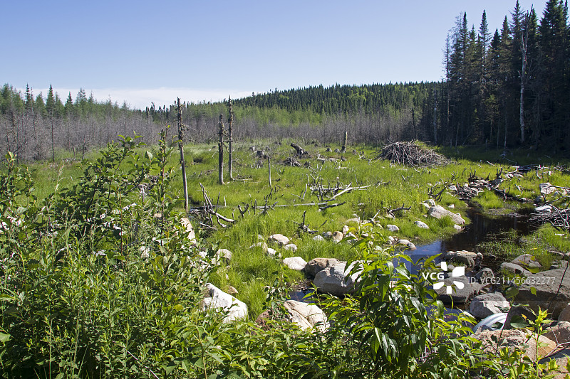 废弃的北美海狸池塘，植被茂盛图片素材