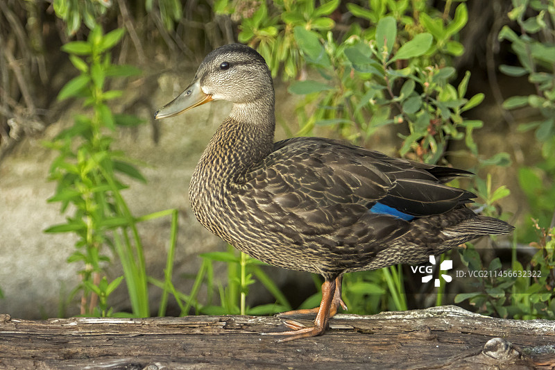 美洲黑鸭（Anas rubripes），雌性，在湖边木头上，加拿大魁北克省拉莫里西国家公园图片素材
