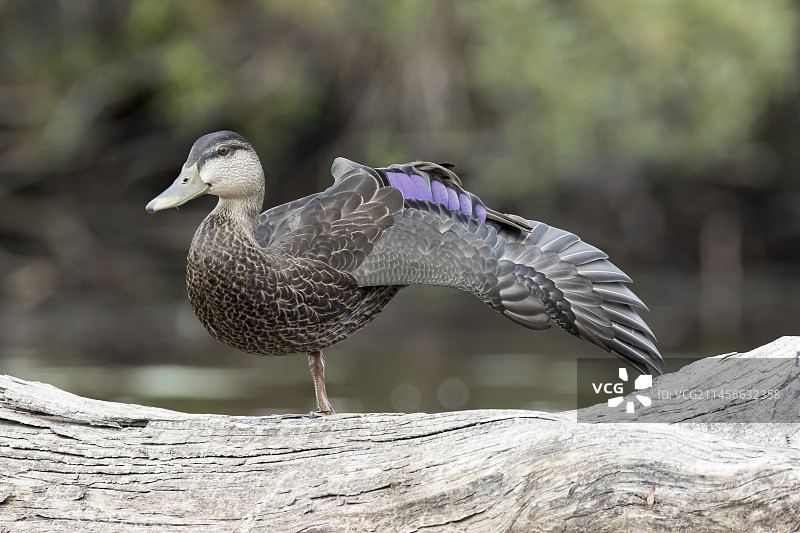 加拿大魁北克省拉莫里西国家公园，伸展翅膀的雌性美洲黑鸭（Anas rubripes）图片素材