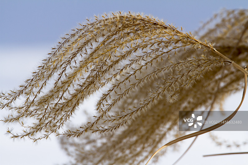 雪景中的植物，加拿大蒙特利尔植物园图片素材