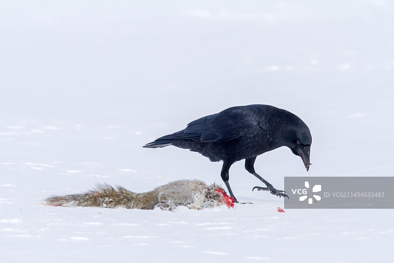 美洲乌鸦正在食用被狐狸杀死的东部灰松鼠的尸体，加拿大魁北克省图片素材