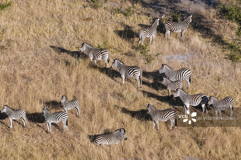 平原斑马群航拍照片图片素材