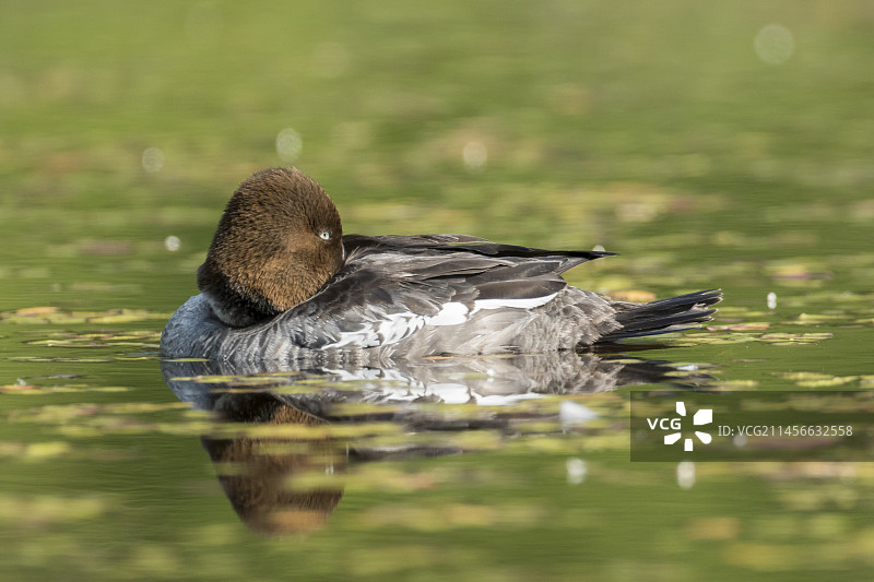 加拿大魁北克，莫里斯国家公园栖息在水面上的普通秋沙鸭图片素材