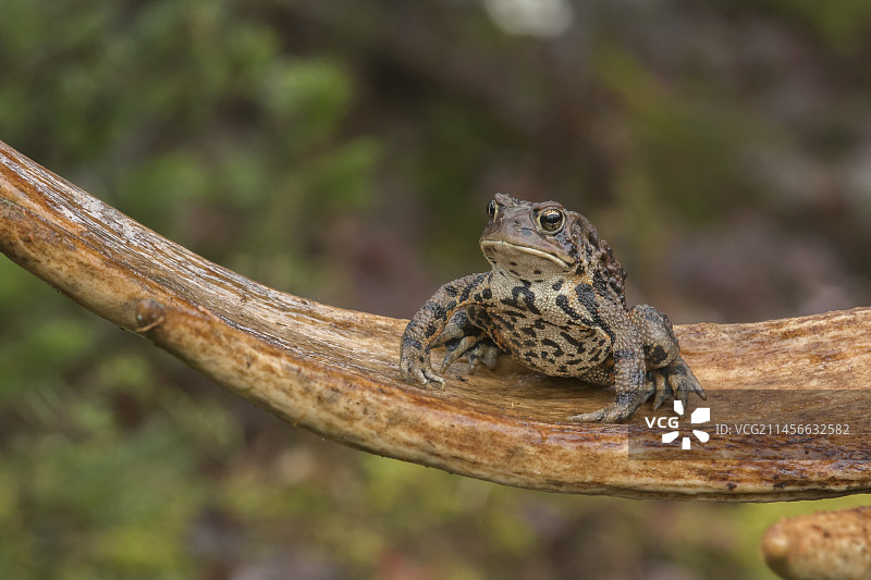 美洲蟾蜍在加拿大魁北克省加斯佩西国家公园的驼鹿角上取暖图片素材