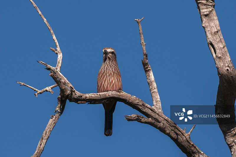 红冠戴胜图片素材