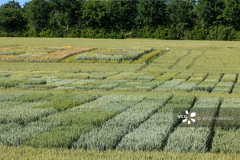 法国布列塔尼雷恩国家农业、食品和环境研究所的麦田试验，不同品种图片素材