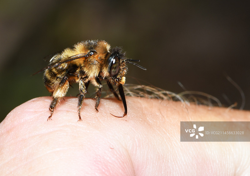 叉尾花蜂在法国孚日山脉北部地区自然公园图片素材