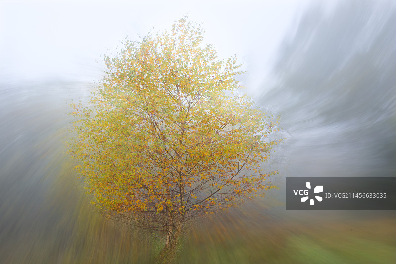 秋季白桦树，法国北部孚日地区自然公园图片素材