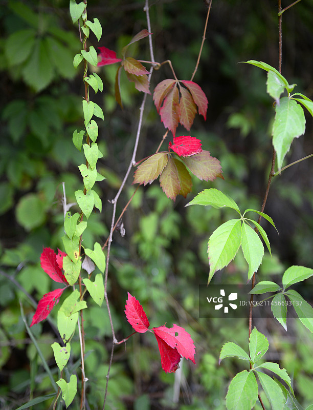 在法国北部孚日地区自然公园攀爬美国地锦的旋花图片素材