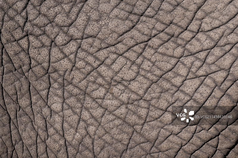 非洲象的皮肤纹理图片素材