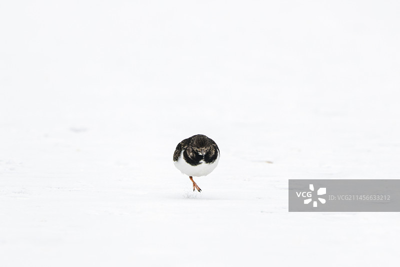 冬季雪地中的翻石鹬图片素材