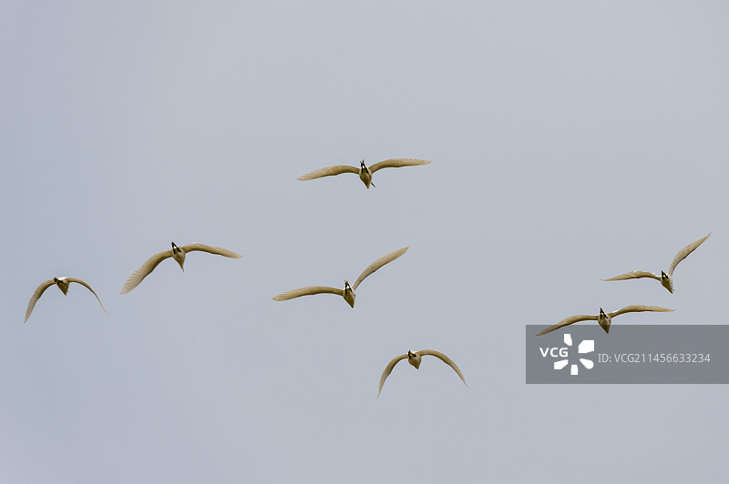 一群小白鹭在飞行图片素材