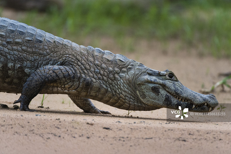 沿着库亚巴河行走的凯门鳄，巴西图片素材