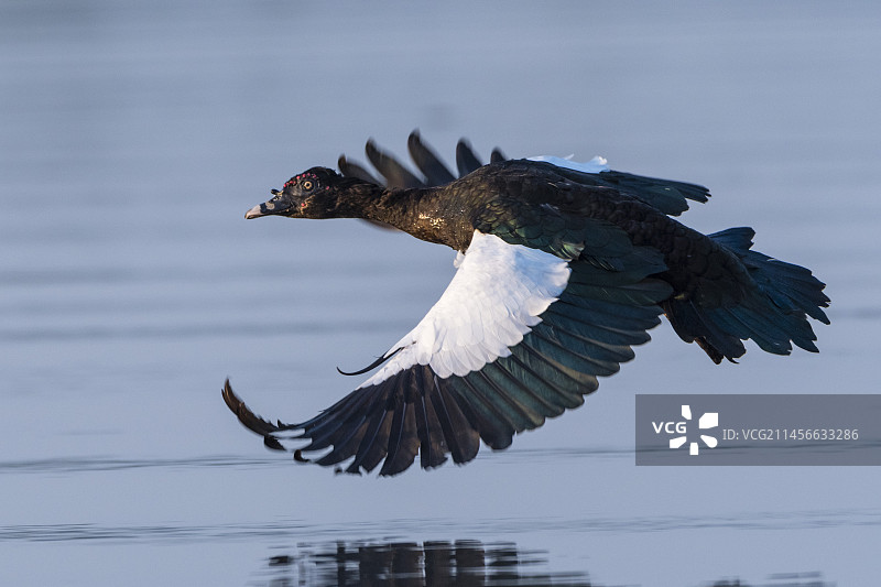 飞行中的麝香鸭图片素材