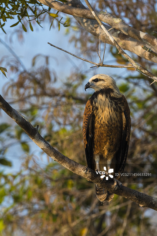 栖息在树枝上的黑领隼图片素材