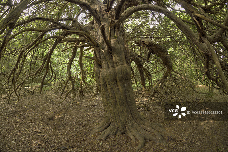 萨里郡的红豆杉树图片素材