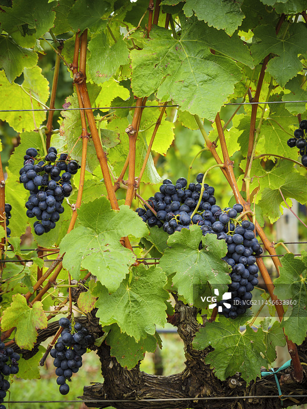南非西开普省奥弗贝格生长的葡萄藤上悬挂的成串葡萄图片素材