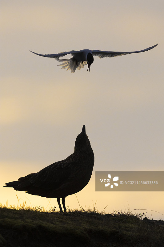 冰岛南部地区，北极燕鸥攻击成年贼鸥图片素材