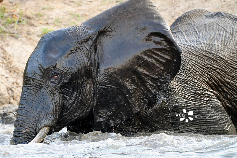 非洲草原象在赞比西河中行走，津巴布韦图片素材