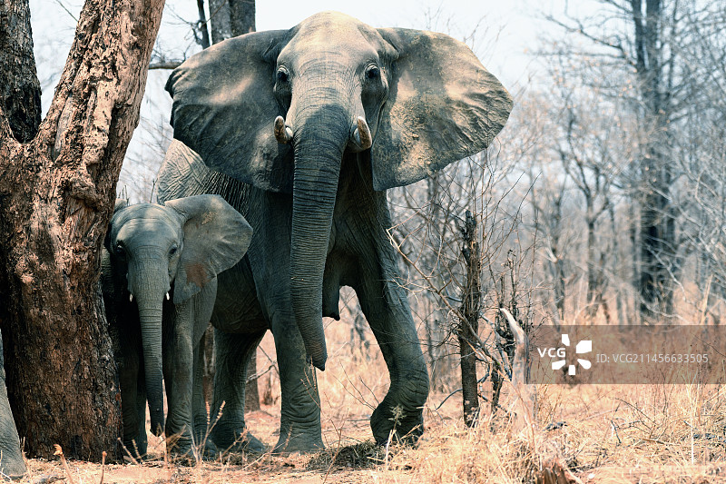 非洲草原象：辛巴威万基国家公园里保护幼崽的焦虑母象图片素材