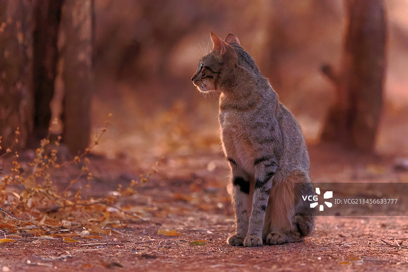 非洲野猫，辛巴威，万基国家公园图片素材
