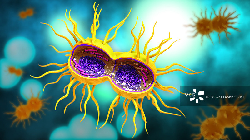 淋病奈瑟菌，图示图片素材