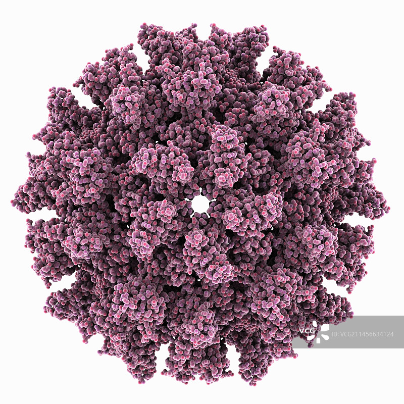 劳斯肉瘤病毒衣壳分子模型图片素材