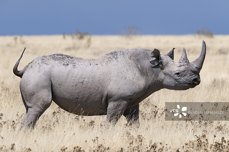 黑犀牛图片素材