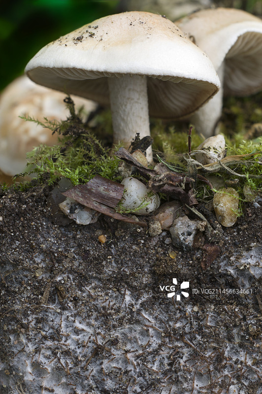 带有菌根菌丝的树根图片素材