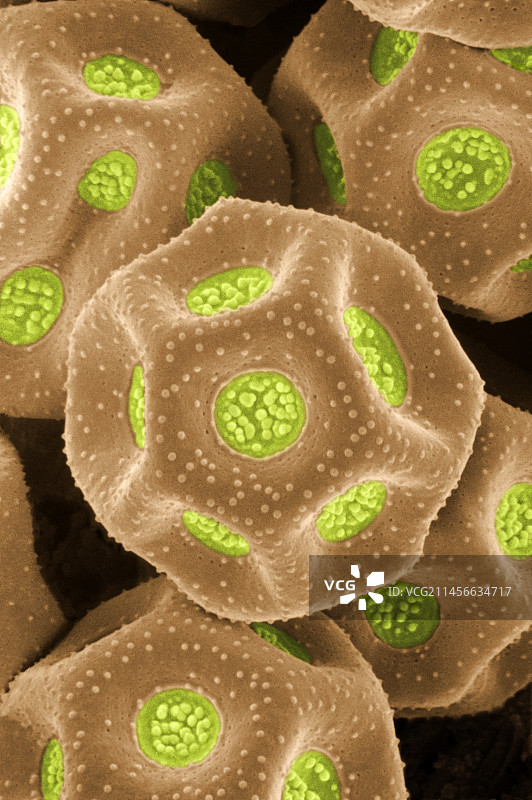 chickweed, Stellaria media的花粉图片素材