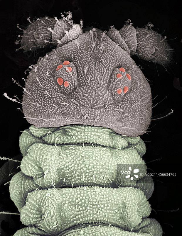 跳虫的电子显微照片图片素材